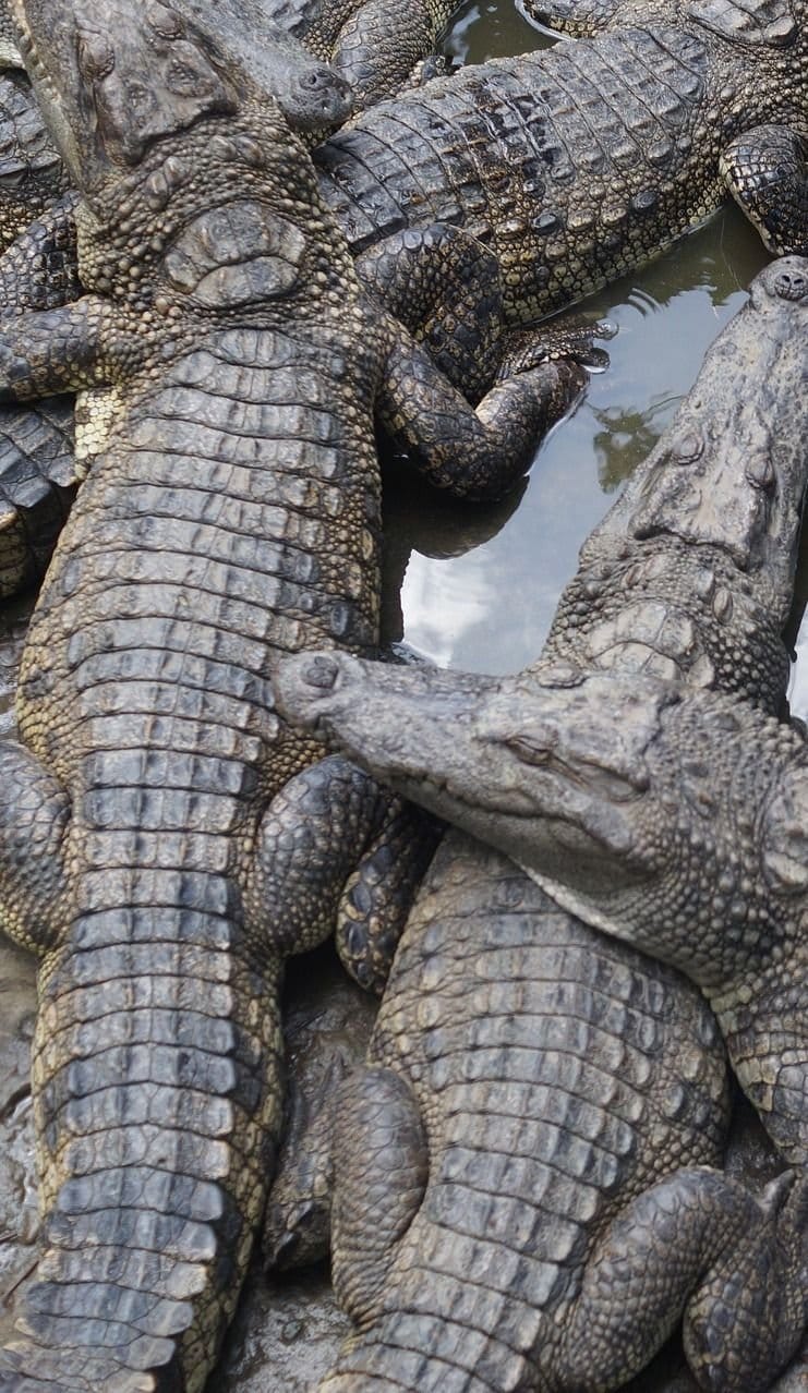 About Wild Animals A group of crocodiles (1)
