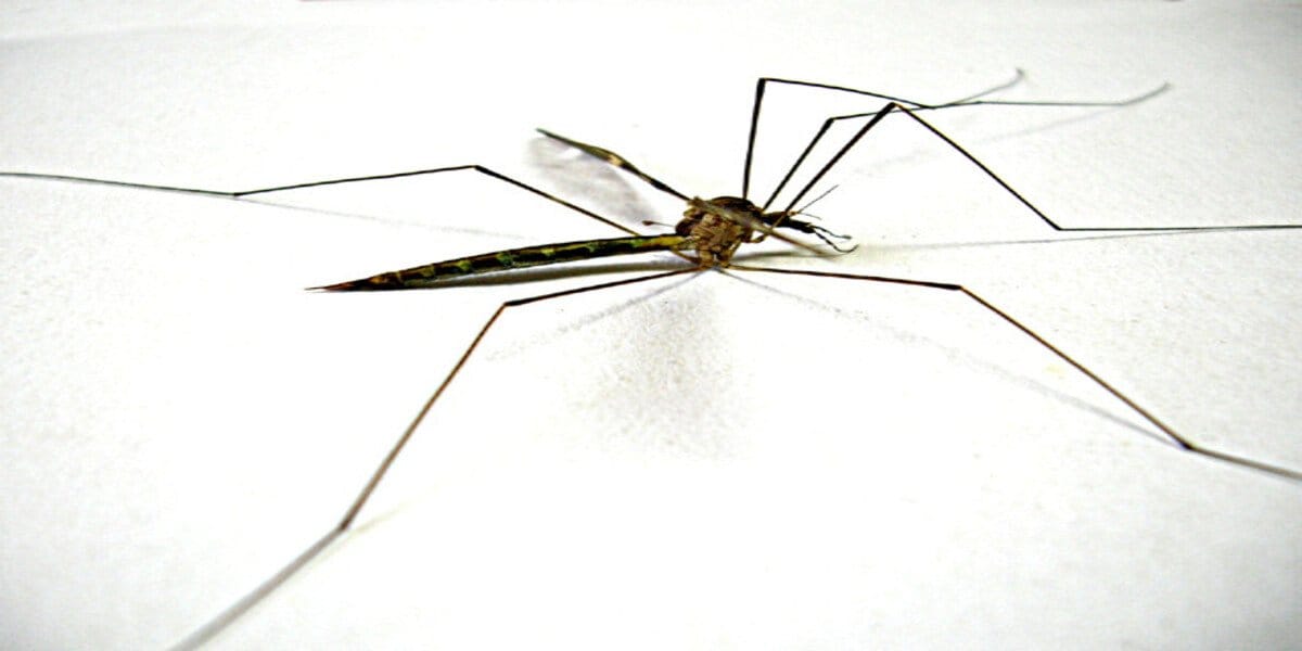 Haripur Steps Up Fight Against Dengue