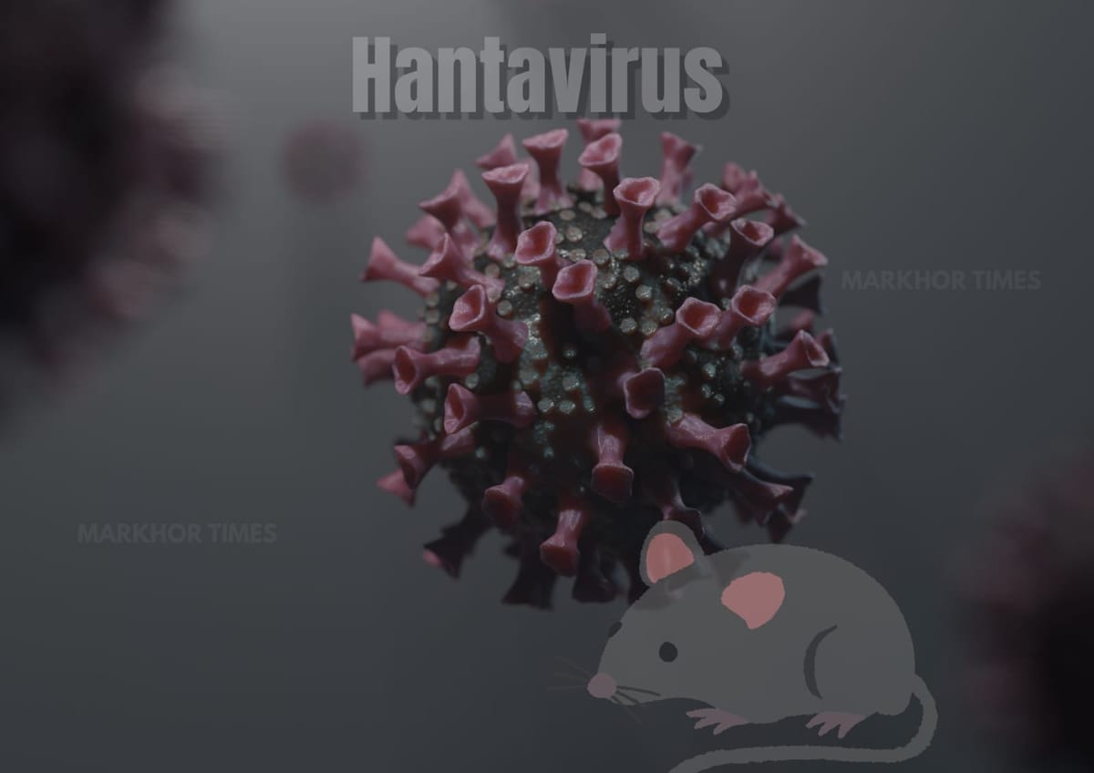 Hantavirus Explained: Symptoms, Spread, Risks, and WHO Warning