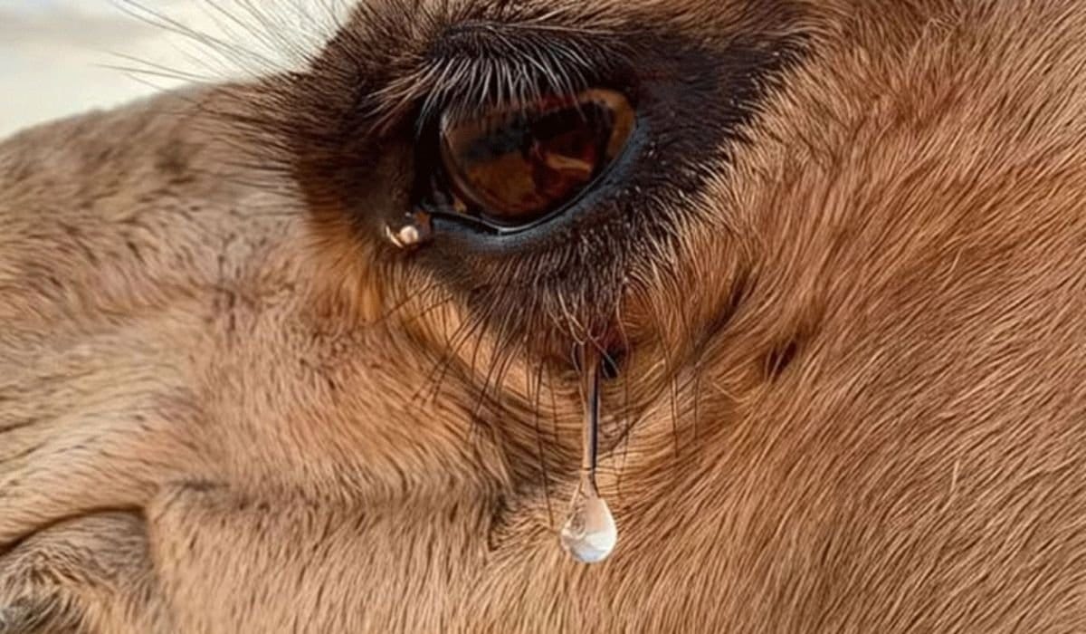 Breakthrough Study Links Camel’s Tear to Life-Saving Cure