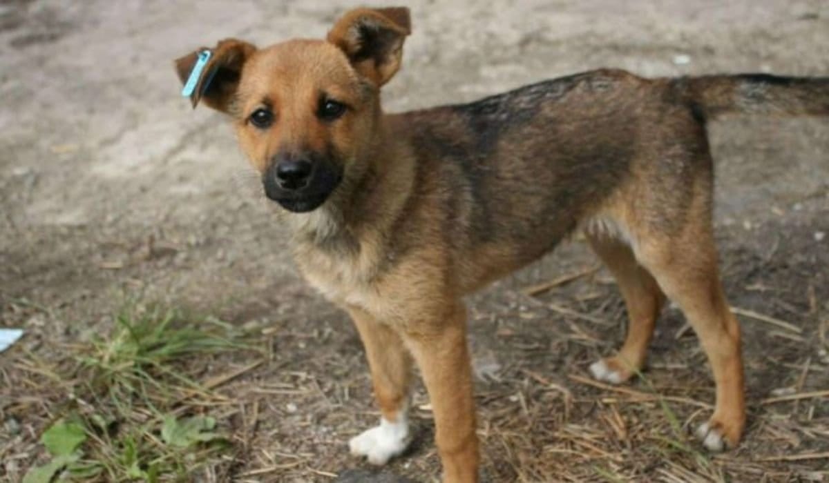 Dog