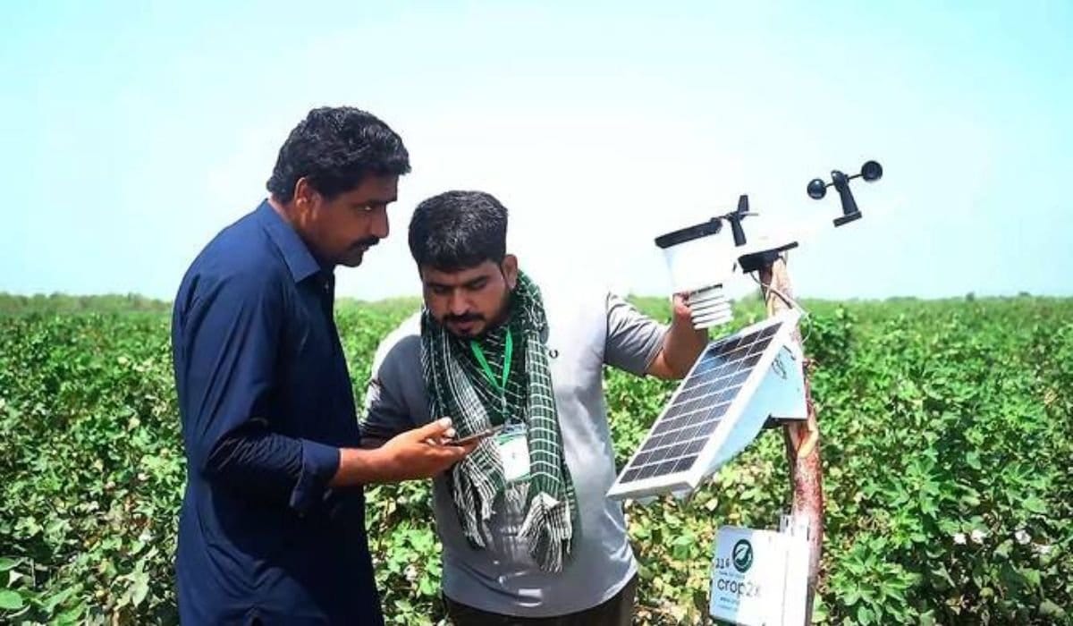 Sindh Adopts Satellite Tools for Wheat Monitoring