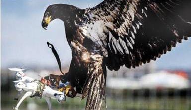 Pakistan Trains Eagles to Stop Rogue Drones