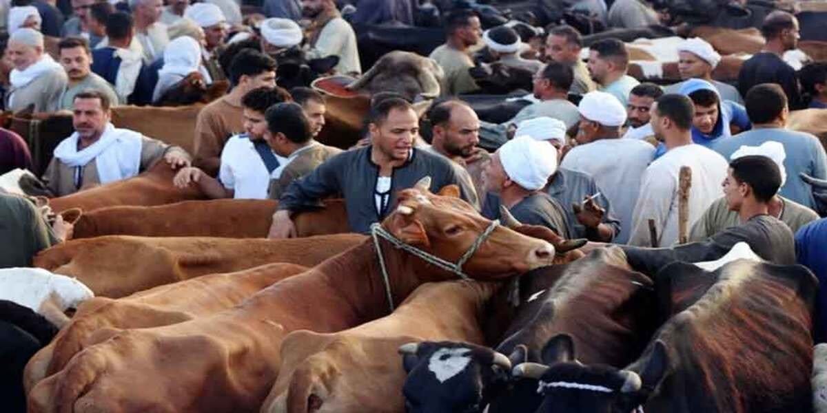 Eid-ul-Adha 2025: Over 1.1 Million Sacrificial Animals Sold Across Punjab