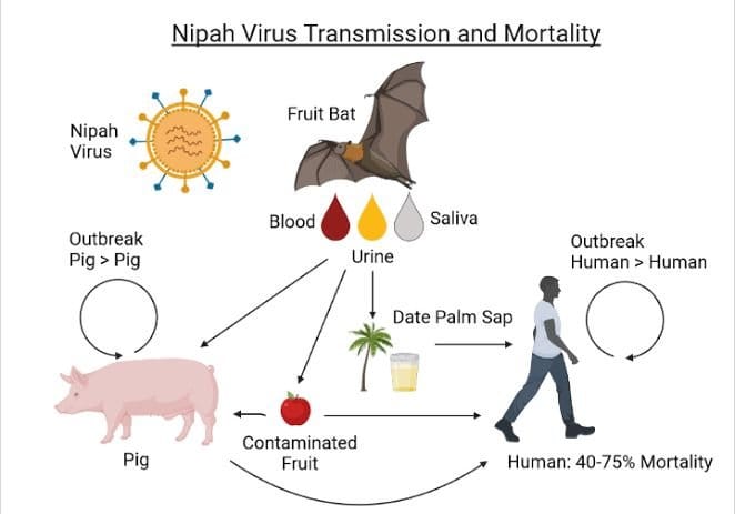 Nipah Virus Outbreak