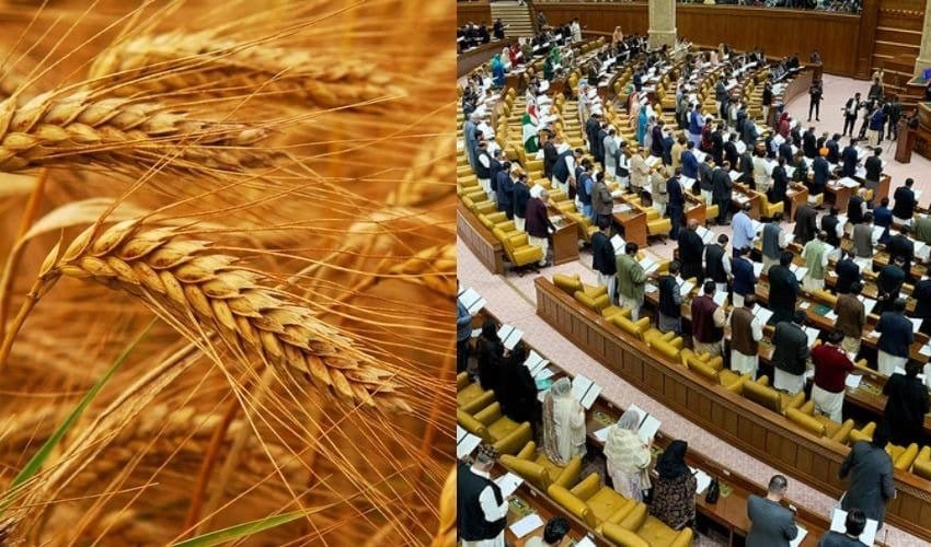 Wheat Scandal