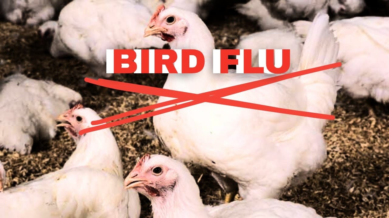 Bird Flu Spreads Across Europe, Raising Global Concerns