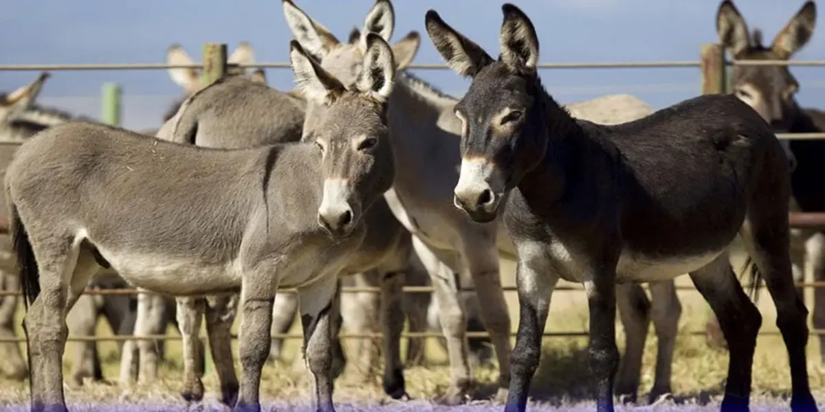 Govt lifts ban on donkey skin export under new policy