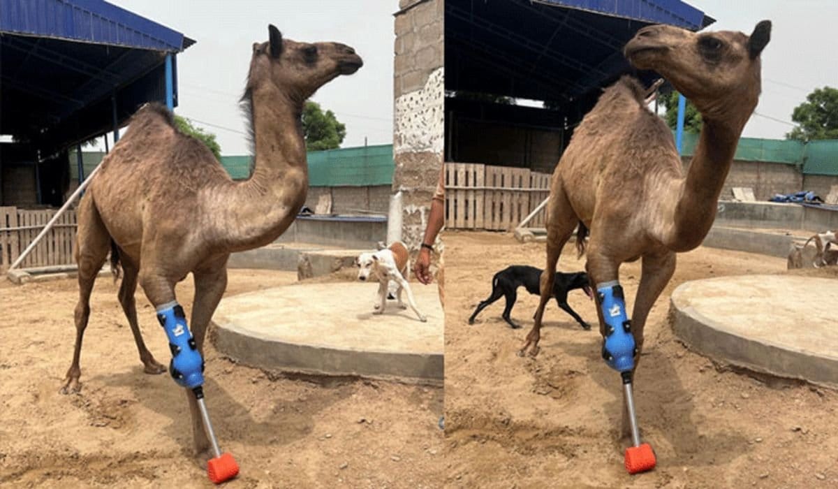Maimed Camel Walks Again with Prosthetic Leg