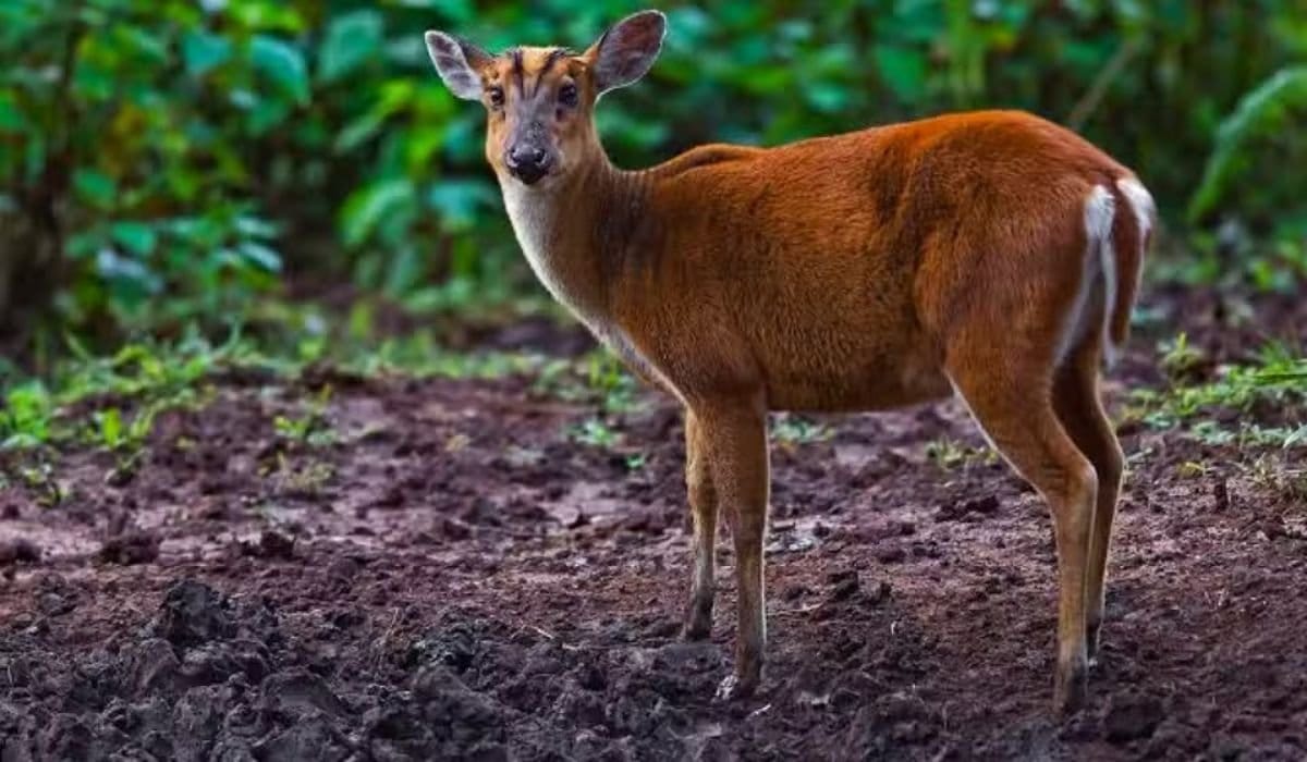 Outrage as Rare Deer Killed in Margalla Hills