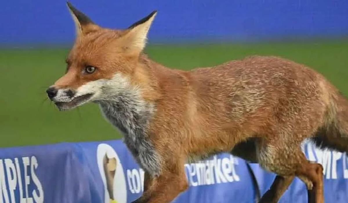 Fox on the Field as Oval Invincibles Cruise Past London Spirit