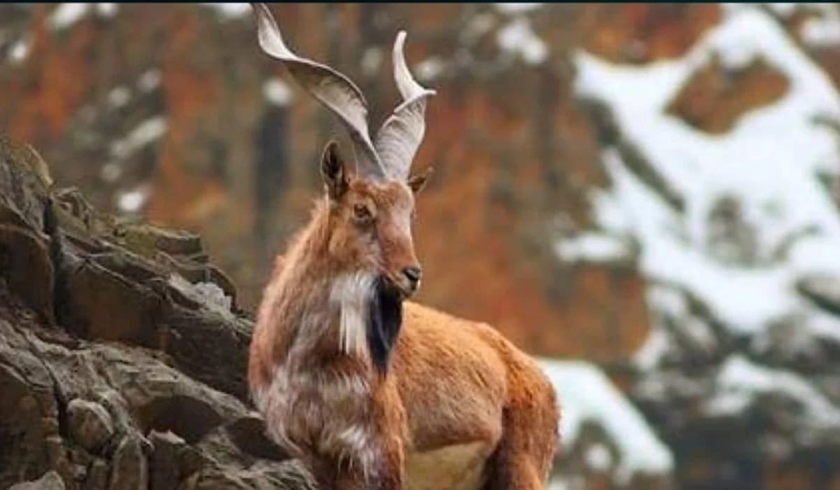 Foreign Hunters Drive Record Bids at Gilgit-Baltistan Trophy Auction