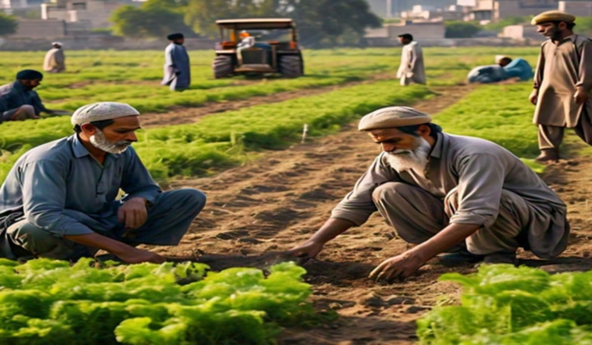 Sindh pushes sustainable farming with Hari Card rollout