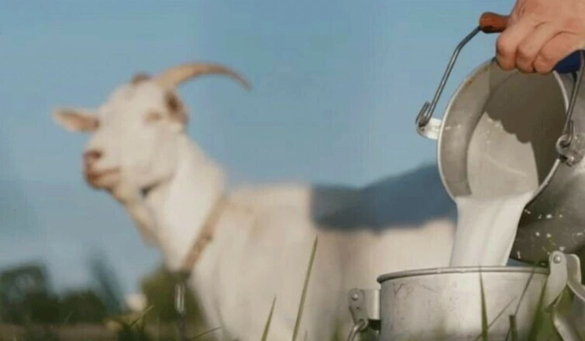 Muscle Health Boosted by Goat Milk, Research Reveals