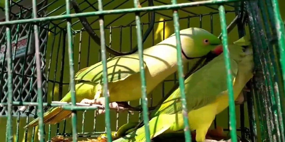 Punjab Enforces New Rule on Parrot Registration