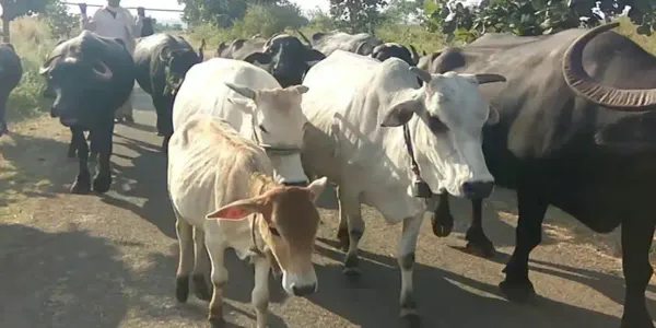 Deserving Women in Punjab to Receive Cows and Buffaloes