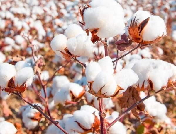 Cotton Market Resilient Amid Slow Trade Activity