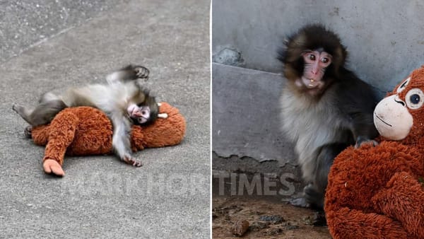 Abandoned Baby Monkey “Punch” Finds Comfort in Toy at Ichikawa Zoo