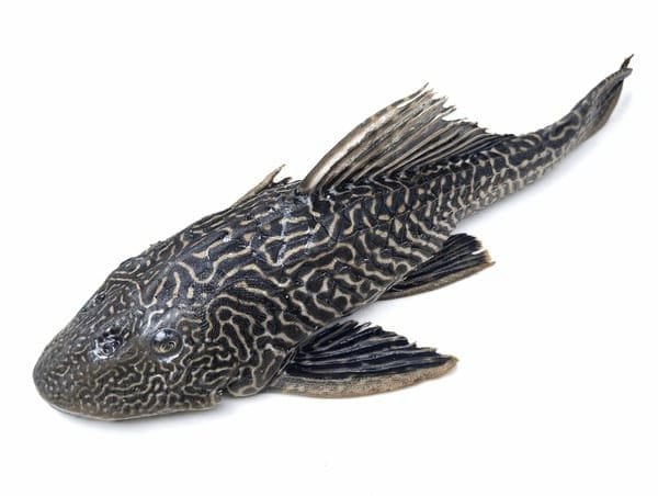 Amazon Sailfin Catfish Invasion Threatens Pakistan’s Freshwater Ecosystems