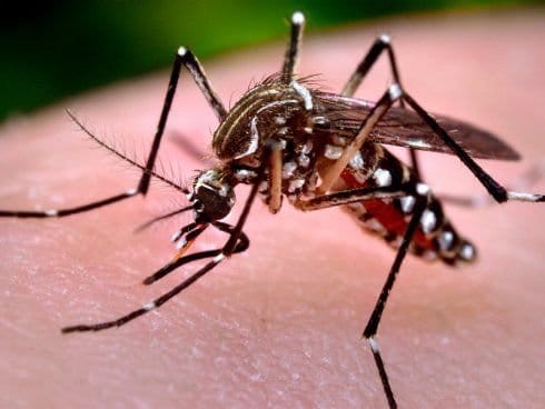 Dengue Cases: Urgent Call for Awareness and Prevention