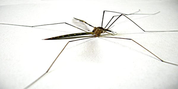 Haripur Steps Up Fight Against Dengue