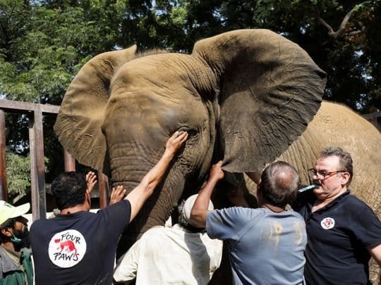Noor e jahan Elephant at Karachi zoo