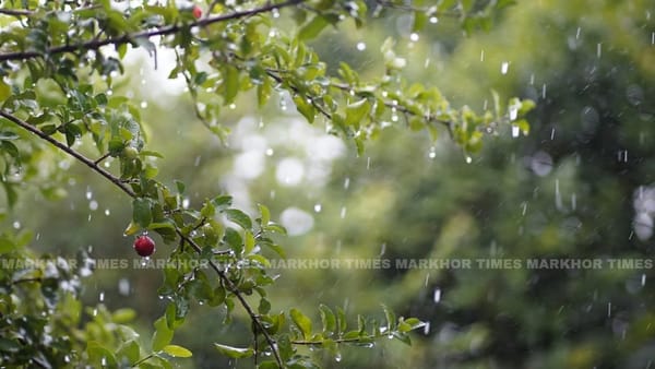 How to Stay Safe and Healthy During the Monsoon