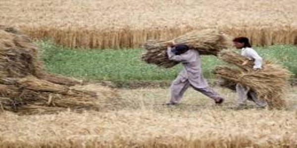 Punjab Bans Wheat Use in Feed Mills