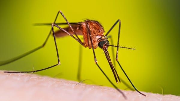 Mosquitoes Discovered in Iceland for the First Time