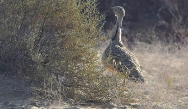 Critically Endangered Bird Spotted Again in Pakistan