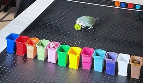Playful Training Turns Xiaogui the Parrot into a Guinness World Record Holder