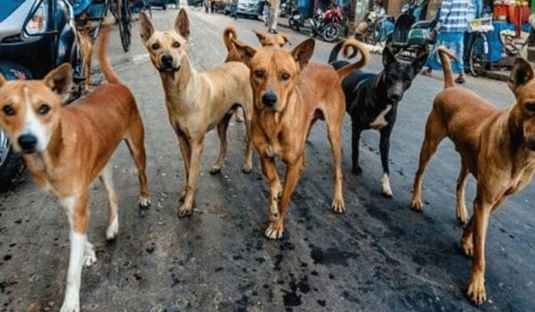 Supreme Court Sets Eight-Week Deadline to Relocate Stray Dogs