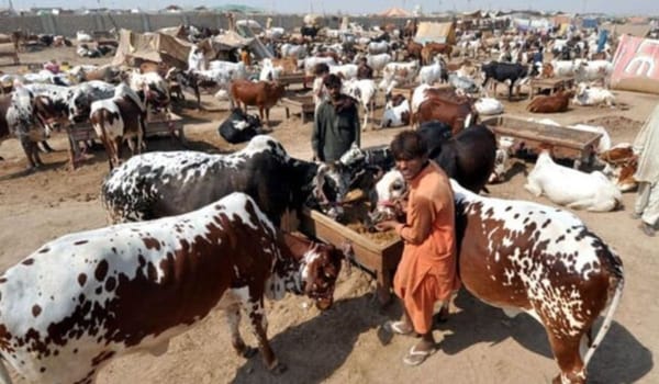 Cattle Markets