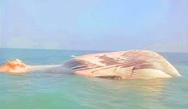 Watch: Blue Whale Washes Ashore at Pakistan-Iran Border