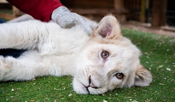 Punjab Acts Against Unlawful Lion-Keeping in Homes