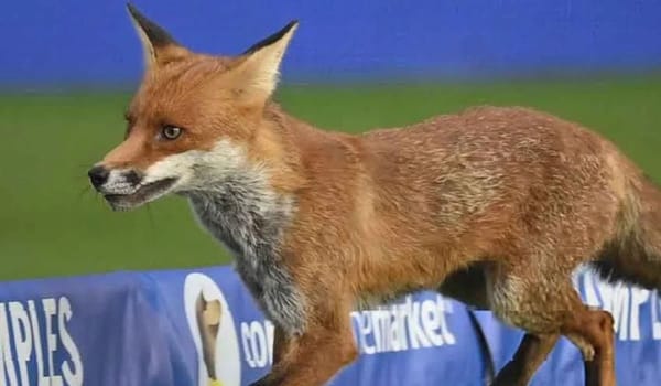 Fox on the Field as Oval Invincibles Cruise Past London Spirit