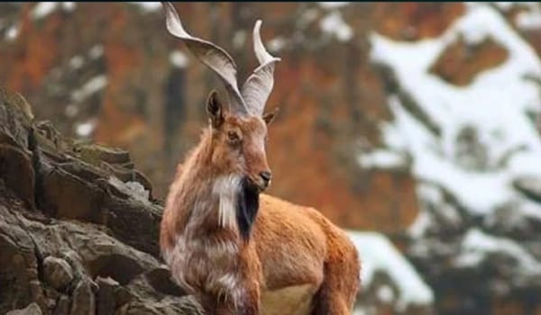 Foreign Hunters Drive Record Bids at Gilgit-Baltistan Trophy Auction