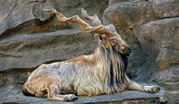 KP Earns Record $1.9m From Hunting Permits