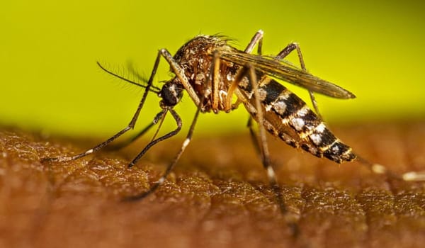 Rawalpindi Faces Dengue Challenge as Cases Spread