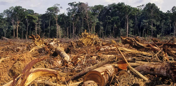 Deforestation