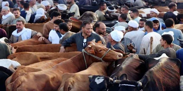 Eid-ul-Adha 2025: Over 1.1 Million Sacrificial Animals Sold Across Punjab