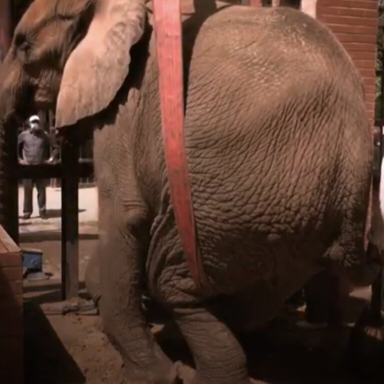 International Team of Veterinarians Save Sick Elephant in Pakistan