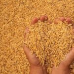 What is the outlook for wheat prices