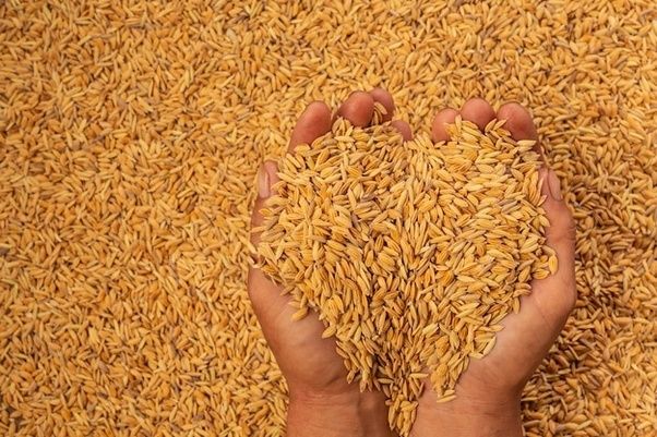 What is the outlook for wheat prices