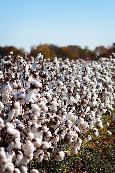 Cotton crop management in September