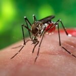 Symptoms of Dengue
