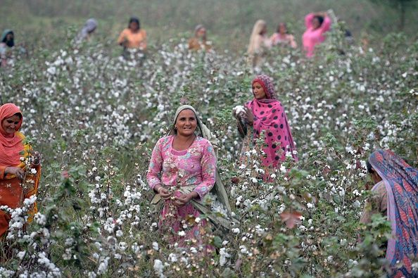 Pakistani labourers pick cotton in a field in Bahawalpur district in
