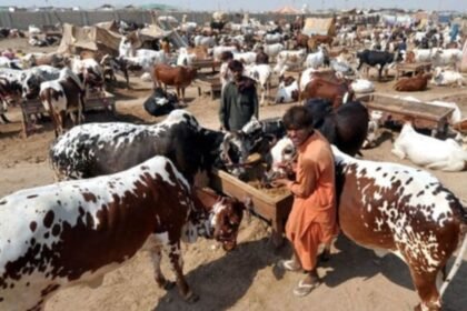 Cattle Markets
