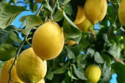 lemon