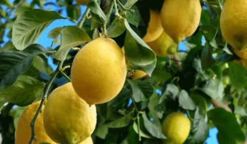 lemon